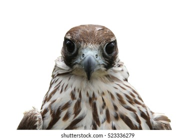 Peregrine Falcon Isolated On White