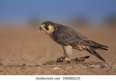 The peregrine falcon, also known as the peregrine, and historically as the duck hawk in North America, is a widespread bird of prey in the family Falconidae. A large, crow-sized falcon, it has a blue- - Powered by Shutterstock