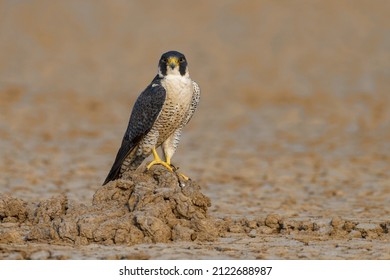 Peregrine Falcon From Little Rann Of Kutch, India