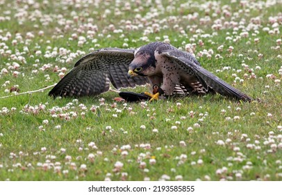 Peregrine Falcon Mantling Over A Lure, England UK
