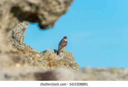 Peregrine Falcon Naturally Framed By Rock In The Royal National Park Sydney Australia