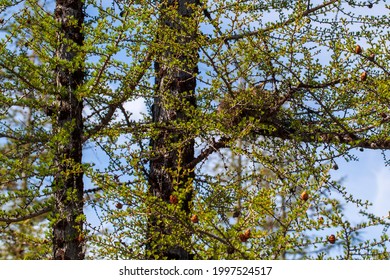 Peregrine Falcon Nest On A Tree