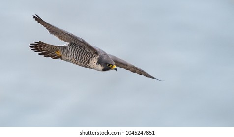 Peregrine Falcon in New Jersey
