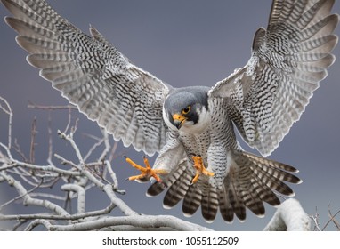 Peregrine Falcon in New Jersey