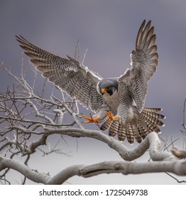 Peregrine Falcon in New Jersey