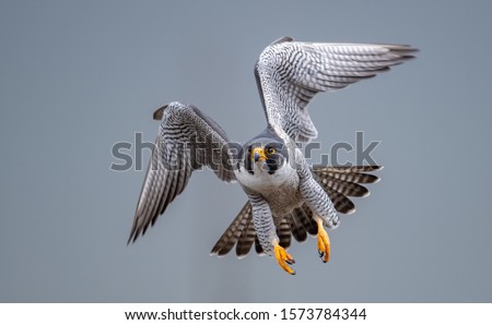 A peregrine falcon in New Jersey