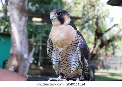 Peregrine Falcon on arm in Summit Panama - Powered by Shutterstock