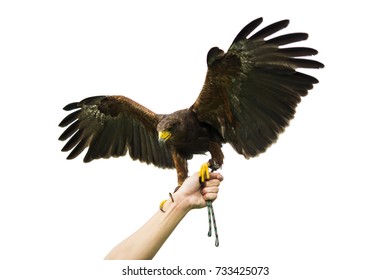 Peregrine Falcon On A Hand Of Its Trainer.White Background