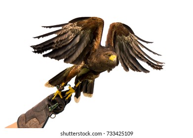 Peregrine Falcon On A Hand Of Its Trainer.White Background