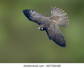 Peregrine Falcon with Open Wings Flying against Green Background 
