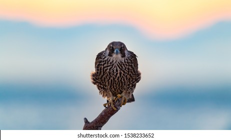 Peregrine Falcon perched on the beach at sunrise. - Powered by Shutterstock