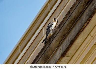 A Peregrine Falcon Perches On A Building Ledge. These Birds Are Known For Nesting On Urban Buildings And Can Often Be Found In Downtown Locations.