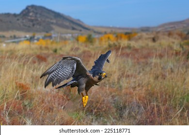 Peregrine Falcon (Falcon Peregrinus) Flying In A Field