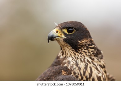 Peregrine Falcon Portrait Close Up
