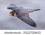 The peregrine falcon is a powerful bird of prey known for its incredible speed, reaching over 200 mph during its hunting dive. It has a blue-grey back, barred white underside