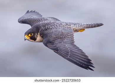 The peregrine falcon is a powerful bird of prey known for its incredible speed, reaching over 200 mph during its hunting dive. It has a blue-grey back, barred white underside - Powered by Shutterstock