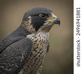 Peregrine Falcon: The Peregrine Falcon is a remarkable bird of prey renowned for its astonishing speed and agility. Known scientifically as Falco peregrinus, this falcon is one of the most widespread 