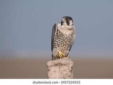 The Peregrine Falcon Resting on Stone - Powered by Shutterstock