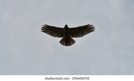 Peregrine Falcon Soaring Over City.