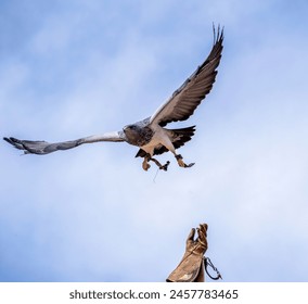 Peregrine falcon, a species of Falcons and caracaras falconidae aka great footed hawk peregrine landing on a handler's glove - Powered by Shutterstock