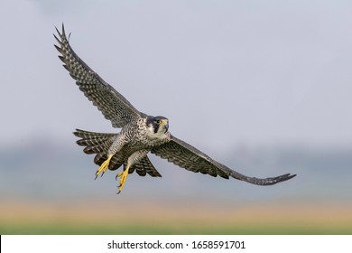 Peregrine Falcon Spreading it's wings - Powered by Shutterstock
