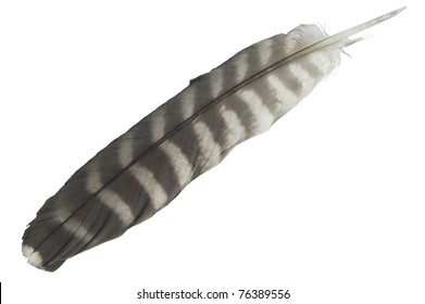 Peregrine Falcon Tail Feather. Isolated On White. Latin Name Falco Pereginus.