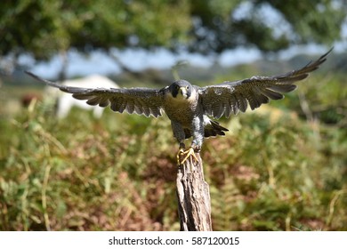 Peregrine Falcon Taking Off From Tree New Forest Hampshire UK