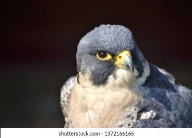 A Peregrine Falcon. UK