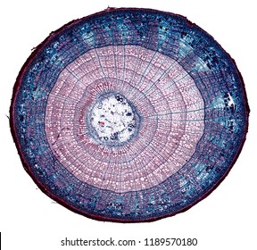 perennial basswood stem - cross section cut under the microscope – microscopic view of plant cells for botanic education