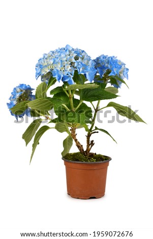 Similar – hydrangeas Nature Plant