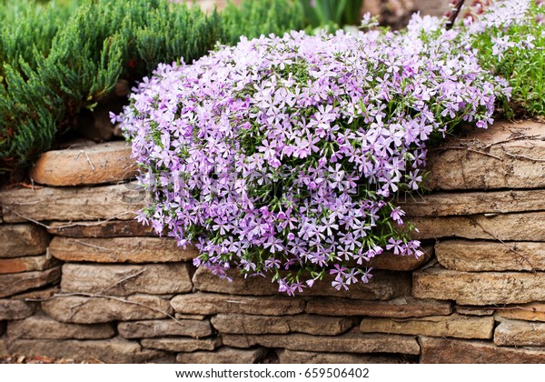 Perennial ground cover blooming plant. Creeping\
phlox - Phlox subulata or moss phlox on the alpine flowerbed.\
Selective focus.