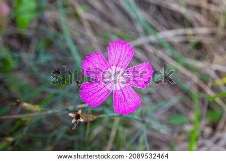 Similar – Im Busch Blume Blüte Natur