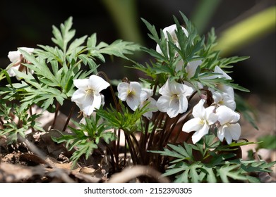 It is a perennial herb, propagated by rhizomes or seeds, distributed nationwide, and grows in mountains or fields Whiteflower Violet