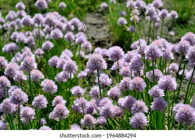 409 Thin herbaceous herbs Images, Stock Photos & Vectors | Shutterstock