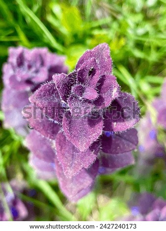 Perennial herbaceous plant Pyramidal Bugle (Ajuga Pyramidalis) with purple leaves on the Italian Alps. Ajuga is an Alpine flower belong to the Lamiaceae family and it is a native plant in Europe