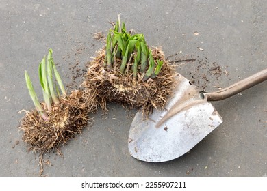 A perennial hosta clump that has been divided by a shovel