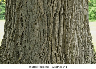 Perennial linden trunk. Tree bark drawing.  The intricate texture of the bark, twisted rails torn old leafy stem bark.