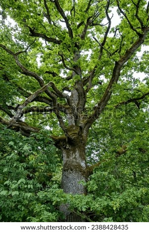 Perennial oak. Green landscape. Dendrology. European deciduous forests.