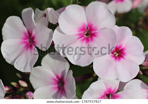 Perennial Phlox Flowers Latin Name Phlox Stock Photo 1787937857 ...