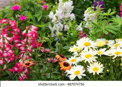Perennial plants with many blossoms in the garden. - Shutterstock ID 487074736