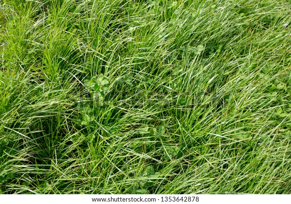 Perennial\
ryegrass and large leafed white clover grown by farmers for\
pasture, hay and stock feed in New\
Zealand