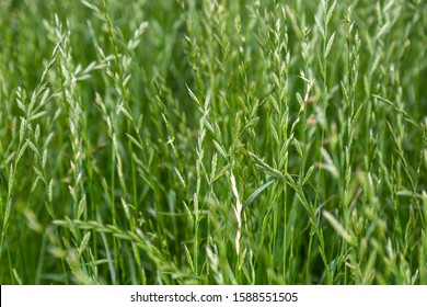 perennial ryegrass