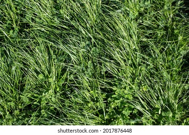 perennial ryegrass