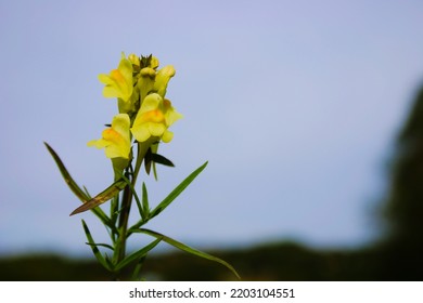 A Perennial Species Belonging To The Plantain Family (Plantaginaceae) (in The Cronquista System Popular At The End Of The 20th Century It Was Classified As Leprosy (Scrophulariaceae)).

