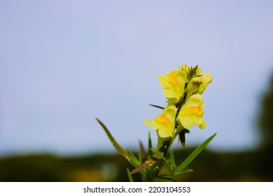 A Perennial Species Belonging To The Plantain Family (Plantaginaceae) (in The Cronquista System Popular At The End Of The 20th Century It Was Classified As Leprosy (Scrophulariaceae)).

