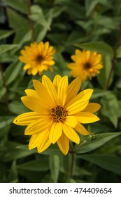 Perennial Sunflower