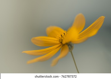 Perennial Sunflower (Helianthus Atrorubens)