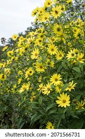 The Perennial Sunflower Helianthus 'Lemon Queen'