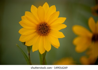 Perennial Sunflower (Helianthus X Multiflorus)