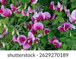 Perennial Sweet Peas Lathyrus, everlasting peas. Garden flowers UK